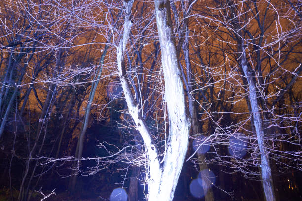 istock Christmas Garden - Botanical Garden Berlin 898342628