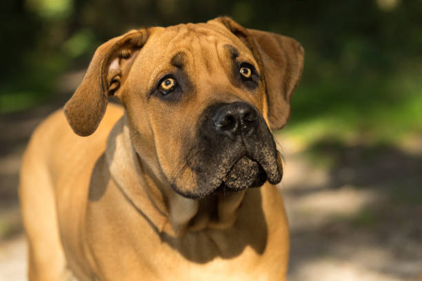 10 months young boerboel or South African Mastiff pup seen from the front close up in a forrest setting