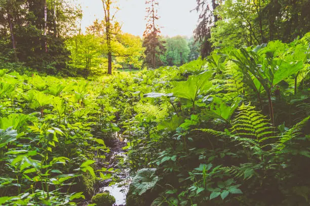 Photo of A landscape with greenery and sun.