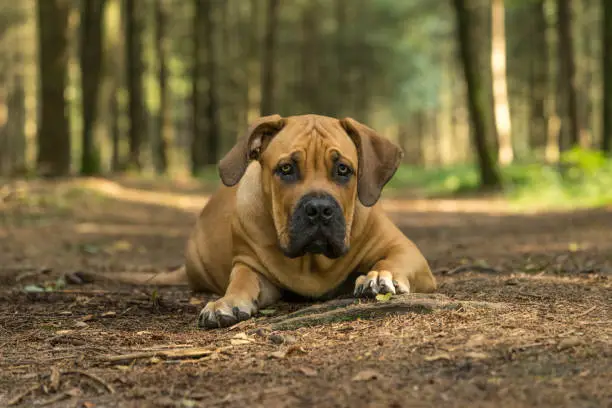 10 months young boerboel or South African Mastiff pup lying down with his head on the floor seen from the front in a forrest setting