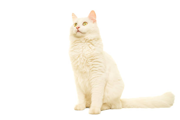istock Turkish Angora cat isolated in white 898345756