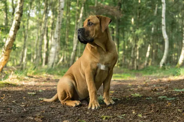 10 months young boerboel or South African Mastiff pup seen from the front sitting facing left in a forrest setting