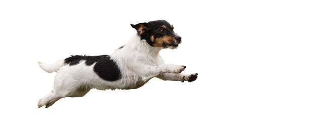 Jack Russell Terrier - Small cute dog running and jumping isolated on white background