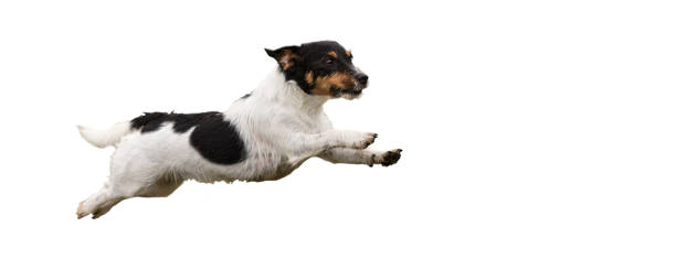 Jack Russell Terrier - Small cute dog running and jumping isolated on white background Jack Russell Terrier - Small cute dog running and jumping isolated on white background fruit bat photos stock pictures, royalty-free photos & images