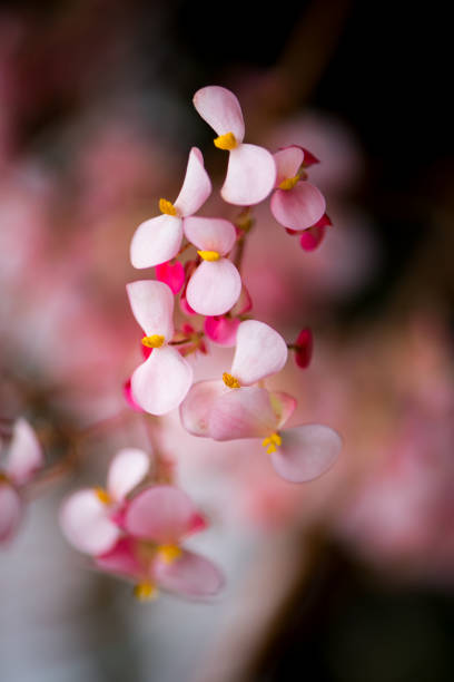 istock Pink Begonia flowers in close up 898349326