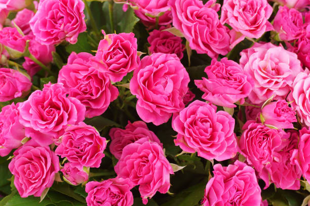 istock Bouquet of pink roses 898351542