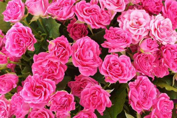 istock Bouquet of pink roses 898351550