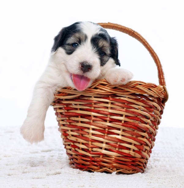 istock Puppy dog domestic 898351902