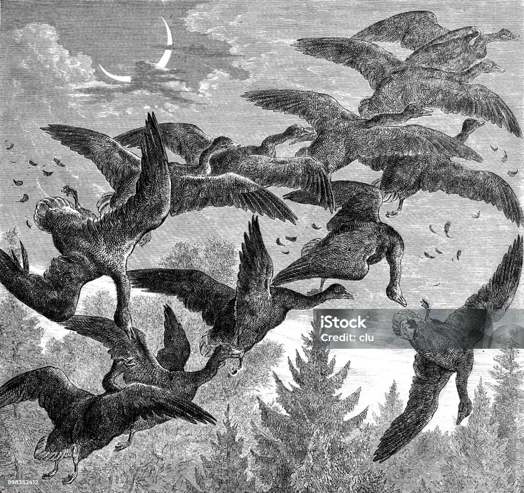 Wild geese flying south Illustration from 19th century Archival stock illustration