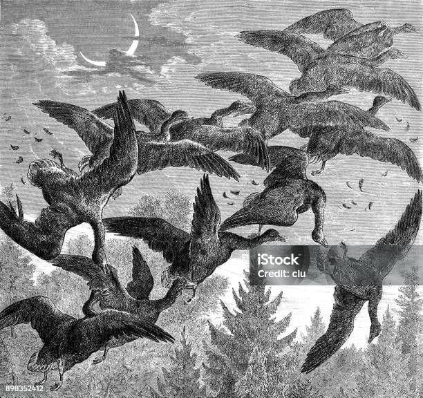 Wild Geese Flying South Stock Illustration - Download Image Now - Archival, Goose - Bird, Old-fashioned