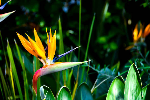 Bird of paradise flower