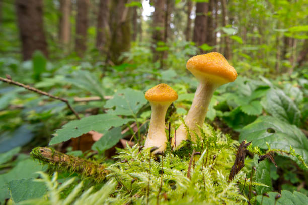 istock Honey Agaric mushrooms in autumn forest. 898353608