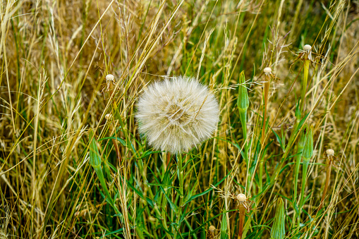 An incredible dandelion almost the size of a tennis ball in a field along our travels.
