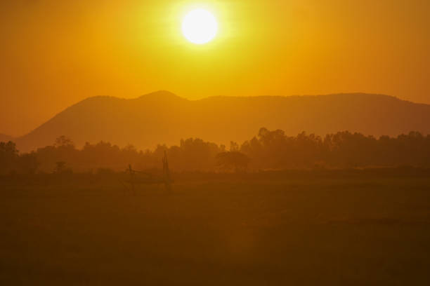 green field and tree with beautiful sunset