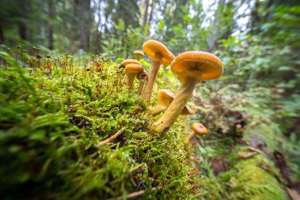 istock Honey Agaric mushrooms in autumn forest. 898354828