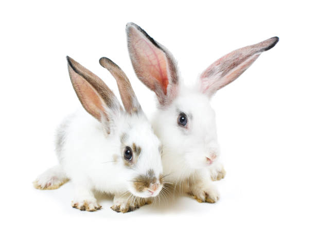 istock Happy New Year of rabbit 898356134