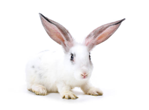 istock Happy New Year of rabbit 898356140