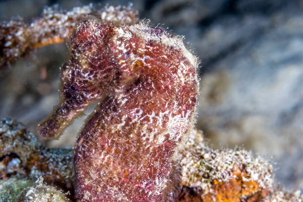 istock Seahorse on coral reef 898359234