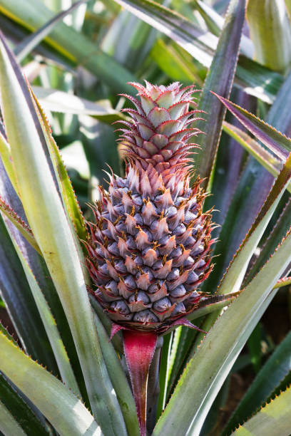 istock Fresh pineaple on bush with leaves 898359648