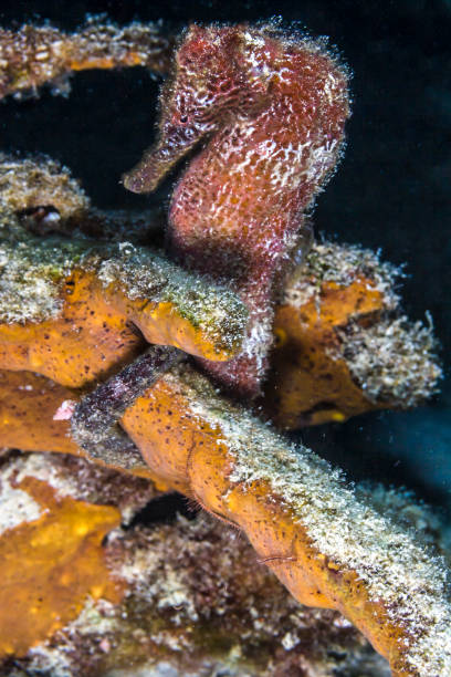 istock Seahorse on coral reef 898360328
