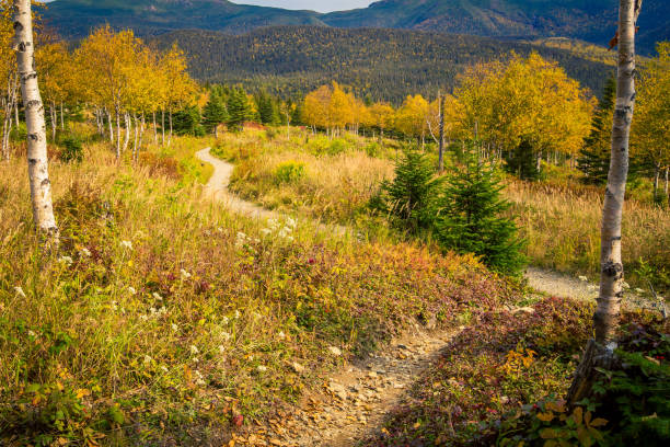 istock Trekking trail Gaspe Quebce 898360586