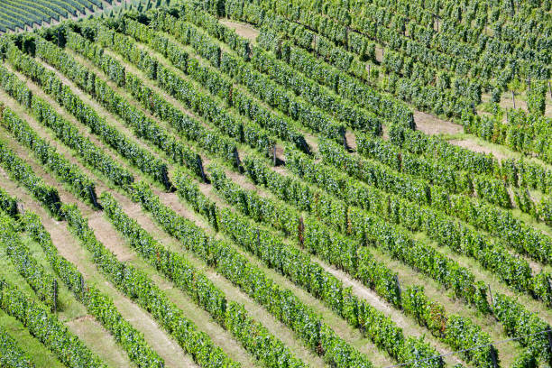 istock Vineyards aerial view background in a sunny day 898360704