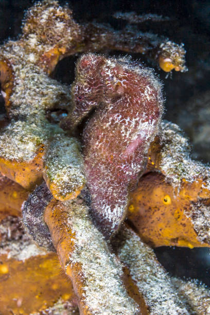 istock Seahorse on coral reef 898361400