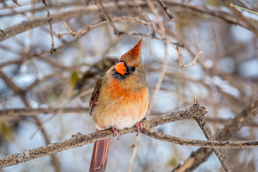 Northern cardinal ,Cardinalis cardinalis, is a North American bird in the genus Cardinalis; it is also known colloquially as the redbird or common cardinal.