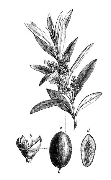 illustrations, cliparts, dessins animés et icônes de plantes de botanique antique illustration de gravure : olea europaea (olivier) - olive tree tree root old