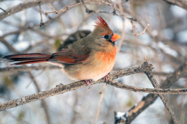istock Northern cardinal ,Cardinalis cardinalis 898362686