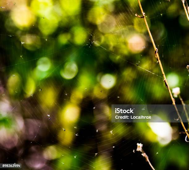 Spider Web Stock Photo - Download Image Now - 2017, Animal Nest, Arachnid