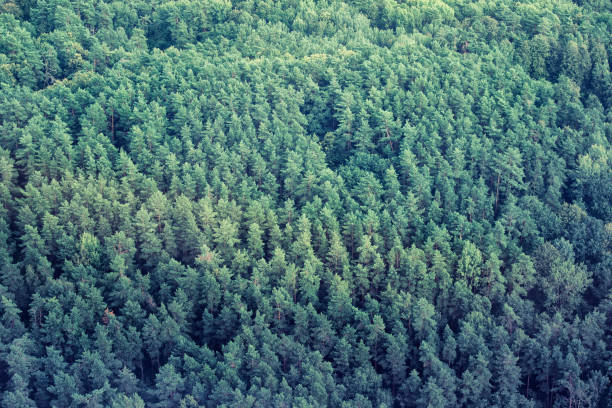 Aerial view of dense forest. Background with evergreen trees.
