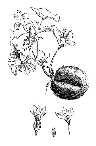 Botany plants antique engraving illustration: Cucumis melo (Muskmelon)