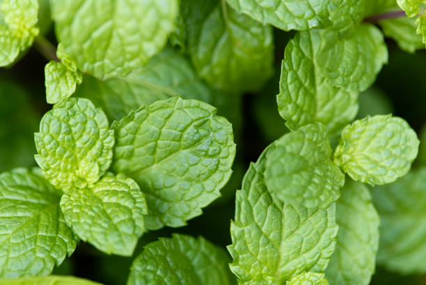 istock Fresh mint plant grow at vegetable garden. 898366092