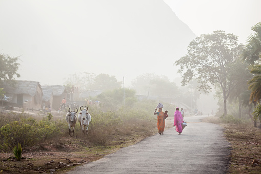 Two Indian women go with purchases along the rural asphalted road by two grazed cows. In the distance, are seen in a haze, rural houses and a steep slope of the mountain. India, Bihar, on January 30, 2014.