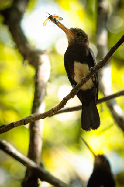 istock Delicious lunch: a Brown jacamar (Brachygalba lugubris) eating one insect. 898367300