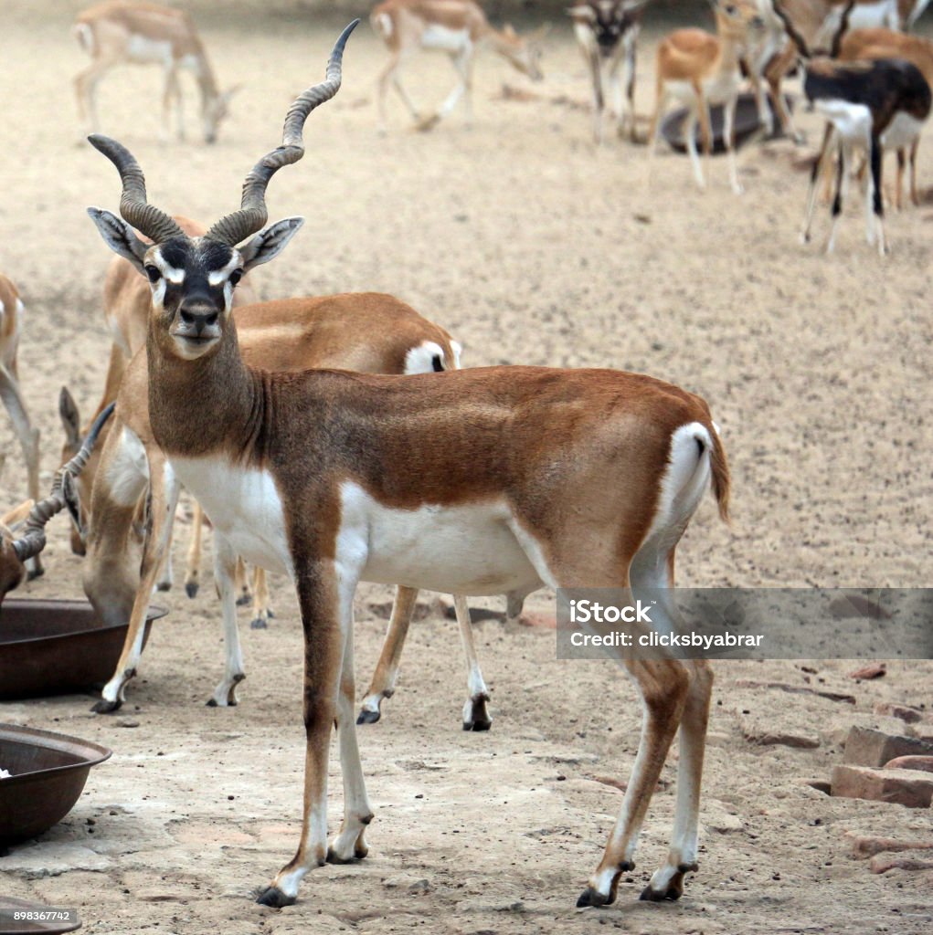 Beautiful Wild Animal Blackbuck Deer Or Indian Antelope In Lal Suhanra  National Park Safari Park Bahawalpur Pakistan Stock Photo - Download Image  Now - iStock