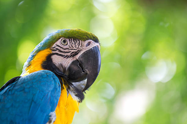 istock portrait colorful macaw parrot 898369090