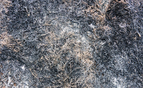 istock Ash on ground from fire flam of wood 898369212