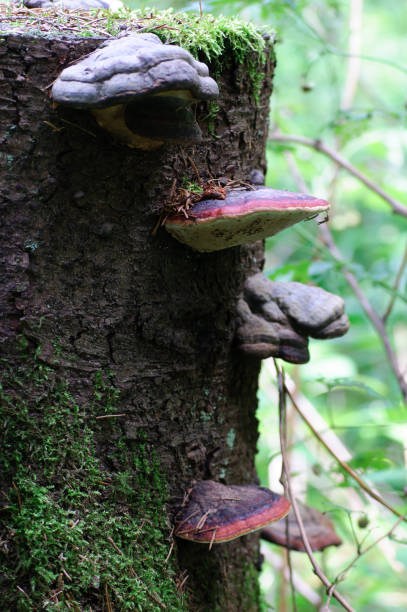 istock Mushrooms tinder grow on an old forest stump 898370910