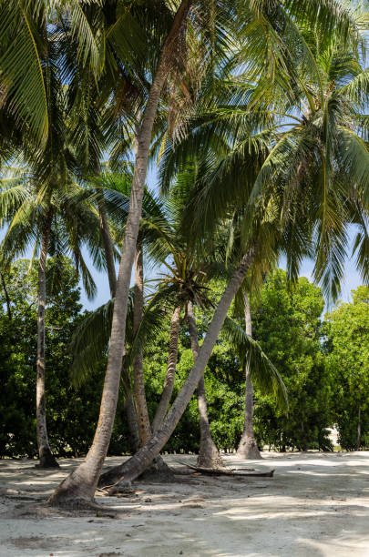 istock Beautiful palm trees against the blue sky. Maldives 898373310