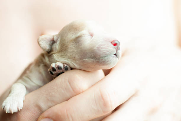 istock newborn puppy on hands 898374814