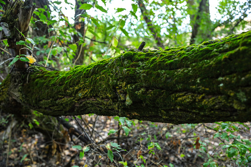 Moss covered log bridging gap
