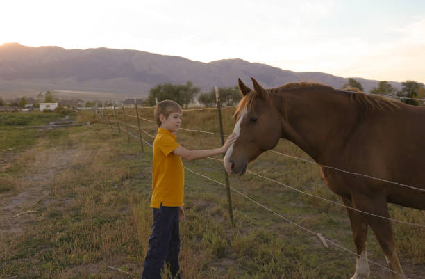 istock Boy holding barbed wire fence with horse 898375128