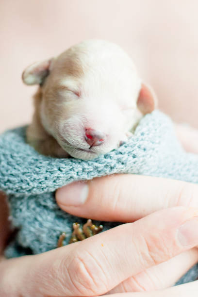 istock newborn puppy on hands 898375130