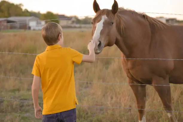 Boy holding barbed wire fence with horse