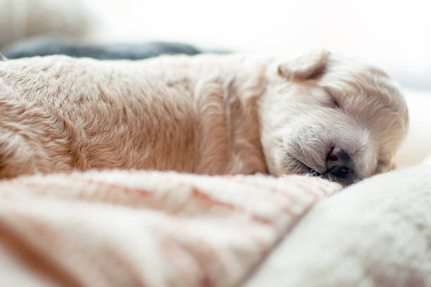 newborn puppy sweetly asleep