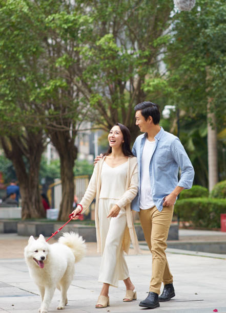 Asian couple laughing while walking dog outdoor in garden stock photo
