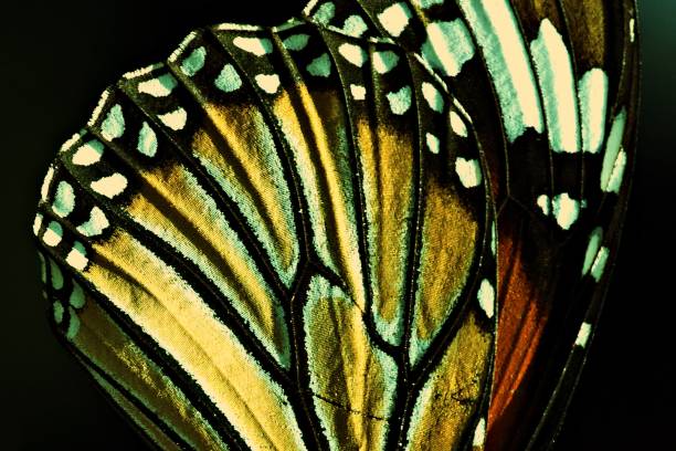 Close up details of butterfly's wing.