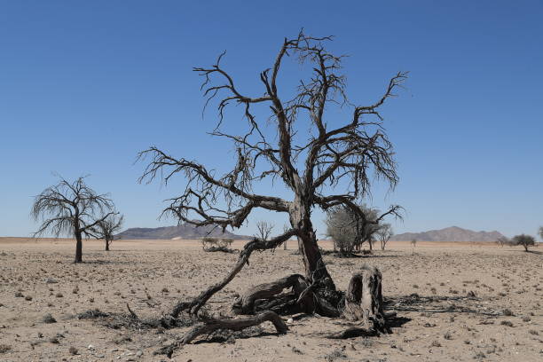 This is a wide angle of a dead tree in the desert landscape of Utah in Western USA on a summer day.